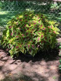 Image result for Coleus rhodesianum