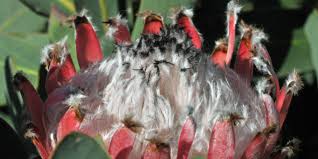 Image result for Protea gaguedi