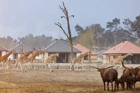 Met de auto, per boot, te voet of met een speciale safaribus. Lodge Unieke 6 Persoons Accommodatie Beekse Bergen
