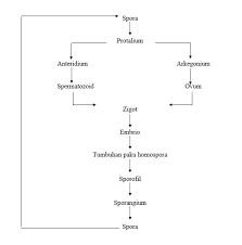 Check spelling or type a new query. Metagenesis Tumbuhan Paku Pengertian Skema Dan Jenisnya