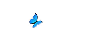 The paper kite tropical butterfly. Realistic Blue Butterfly Flying Left Stock Footage Video 100 Royalty Free 29471098 Shutterstock