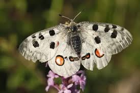 Image result for Parnassius apollo