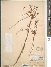 Image result for Hyparrhenia griffithii