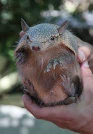 Screaming Hairy Armadillo Koala Bear Animals Koala