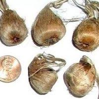 This white onion is very sweet and mild, used in italy for pickling, roasting, grilling, and salads. How To Grow Saffron
