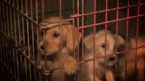 All dogs will be spayed or neutered prior to adoption. Aspca Rescues More Than 50 Dogs From Horrific Puppy Mill Dogtime