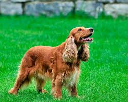 Английский кокер спаниель (English Cocker Spaniel) - это умная, нежная,  ласковая и спокойная порода собак. Фото, описание, отзывы.