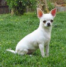 Chihuahua Blanco Cabeza De Manzana By Saul Gil Via 500px Chihuahua Puppies Cute Chihuahua Chihuahua Love