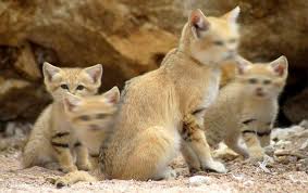 Dengan afeksi tersebut, kucing mampu menurunkan tingkat stres dan menurunkan kecemasan. Hukum Membuang Kucing Konsultasi Agama Dan Tanya Jawab Pendidikan Islam