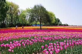 全国】カラフルで可愛い"チューリップ畑"31選！春の絶景を見に行こう♪