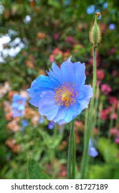 Check spelling or type a new query. Himalayan Poppy Meconopsis Betonicifolia Stock Photo Edit Now 81727189