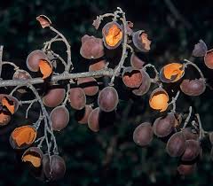 Image result for Dialium