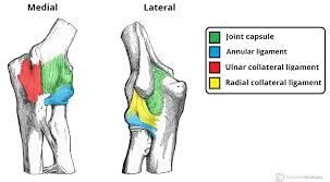 4 what are the relations of elbow joint? The Elbow Joint Structure Movement Teachmeanatomy
