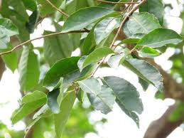 Image result for Homalium