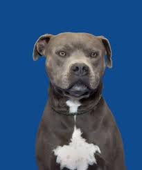 Eeds Adopter Or Rescue By Thursday 10 16 14 Jefferson County Animal Control 7105 Shelter Road Barnhart Mo 63012 Office Animals Animal Control Dog Adoption