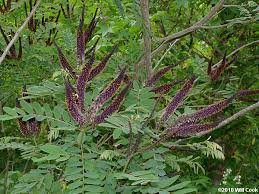 Image result for Indigofera filipes