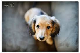 How many puppies can you expect from a litter of dachshunds? Pin On Cute