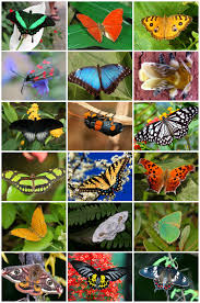Meskipun keseruan foto itu terlihat sederhana, namun gambar tersebut dapat mengubah mood kamu. Lepidoptera Wikipedia Bahasa Indonesia Ensiklopedia Bebas
