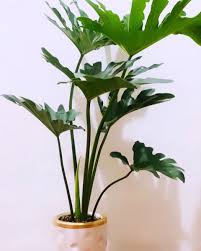 4thavenuegarden On Instagram Our Eldest Selloum Plant And It S Growing Our Babies Are From The Loving Mothers Of Our Community In 2020 Plants Our Baby Growing