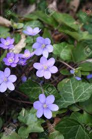 These tough little blooms can thrive in hot and cold climates and are stunning planted in hanging baskets. Little Purple Flowers In Spring Stock Photo Picture And Royalty Free Image Image 72109716