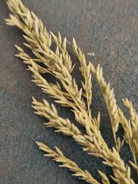 Image result for Sporobolus pyramidalis