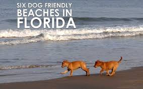 Pet friendly beaches near central florida. Six Dog Friendly Beaches In Florida You Must Visit Allivet Pet Care Blog