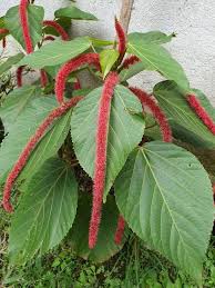 Image result for Acalypha