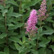 Image result for Spiraea billardii