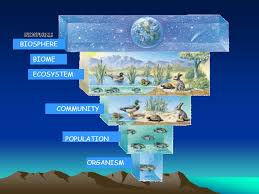 chapter 3 the biosphere ppt video online download