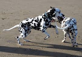 Keeping Your Dalmatian Healthy A Look At Diet Condition