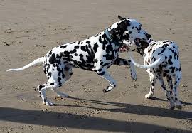 keeping your dalmatian healthy a look at diet condition