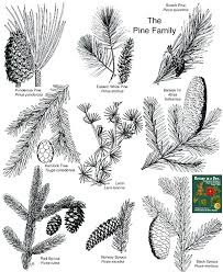Pine Tree Identification Plant Identification Closed Can You