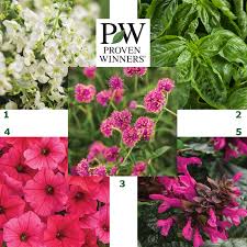 In fact, the blooms often change colour throughout the life of the flower. Proven Winners 2019 Must See Plants At Canada Blooms Canada Blooms