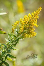 Golden Rod Nebraska S State Flower Alder Images Wild Flowers Flower Canvas Colorful Leaves