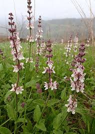 Image result for Stachys pseudonigricans