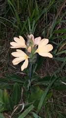 Image result for Dyschoriste tanganyikensis