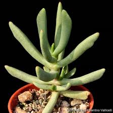 Image result for Hereroa