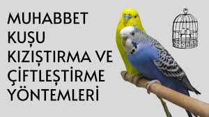 Muhabbet Kuslari Kizistirma Ve Ciftlestirme Yontemleri Sedat Hobi Vlog Youtube