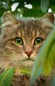 Schonen Katzen Katzen Ausgestopftes Tier