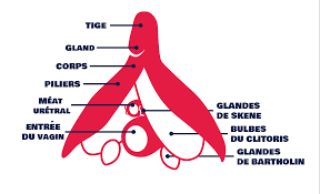Le clitoris de la femme : anatomie, taille et schéma pour le trouver