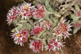 Image result for Helichrysum candolleanum
