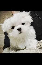 Pin By Lee On Maltease White Puppies Dogs Puppies