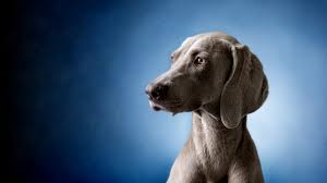 Image result for výmarský krátkosrstý ohař