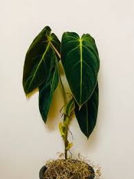 At planet desert, we offer the largest and most diverse selection of cacti from around the world. 43 Philodendron Ideas Philodendron Plant Leaves Plants
