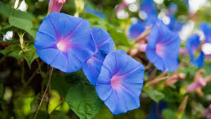 This is the most exciting breakthrough in morning glories in a long time, and we're delighted to be able to offer it to you this season! Growing Morning Glories How To Plant Care For Morning Glory Flowers