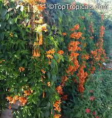 Image result for Pyrostegia