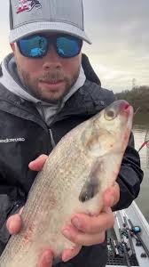 Catfish Candy! My favorite bait for targeting blue catfish is Gizzard Shad!  #fishing #catfishing #catfishbait #northcarolina #bigfish #fishingtips  #bluecatfish