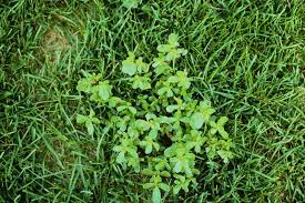 Image result for Portulaca centrali-africana