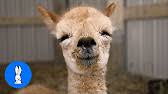 Camel sounds like peter griffins laugh. A Llama Laughing Like Peter Griffin What The Heck Youtube