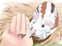 3 Ways To Prevent Bladder Stones In Guinea Pigs Wikihow